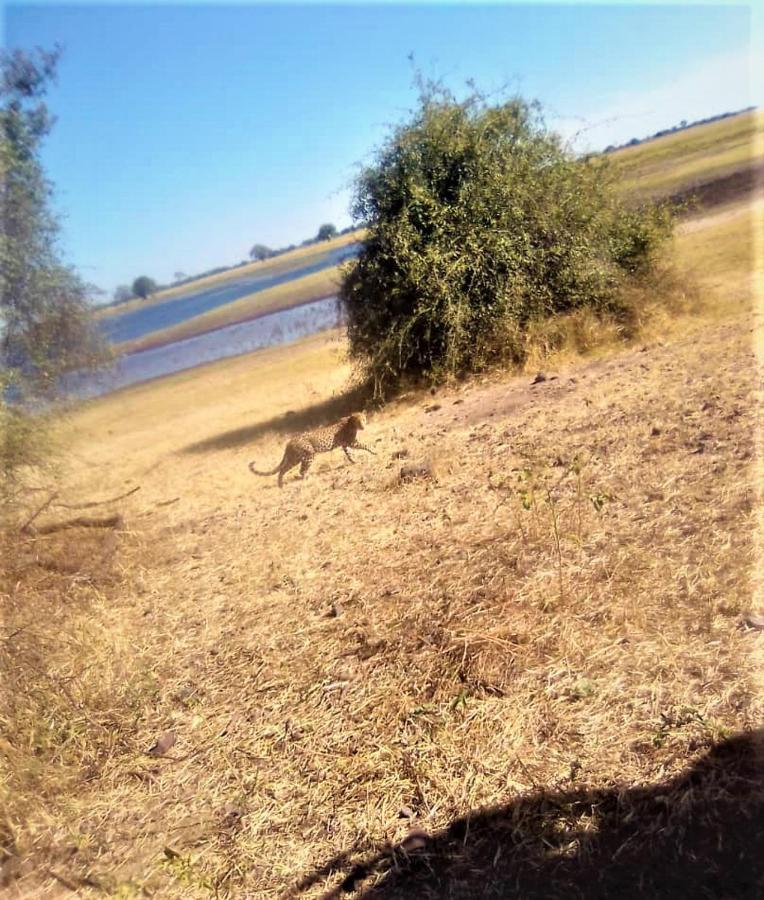 Xhabe Safari Lodge Chobe Muchenje Eksteriør billede
