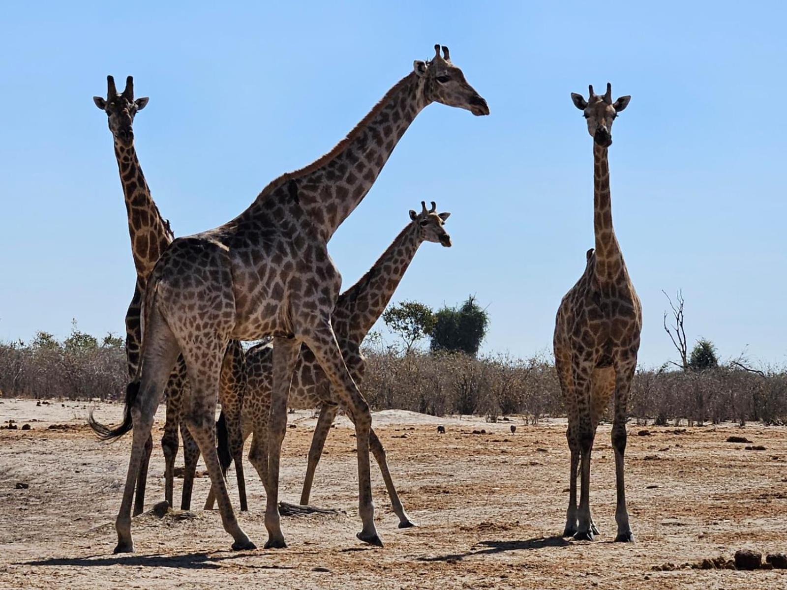 Xhabe Safari Lodge Chobe Muchenje Eksteriør billede
